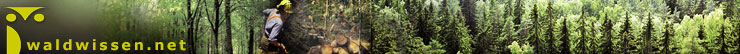 Informationsplattform Waldwissen